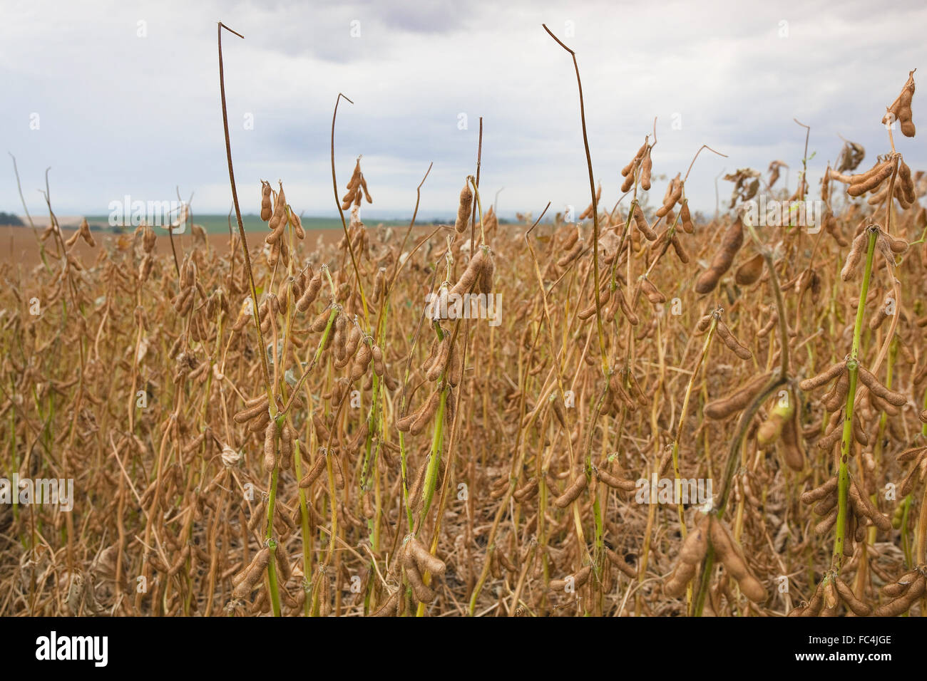 Pods plantation ready to harvest soybeans in rural Stock Photo