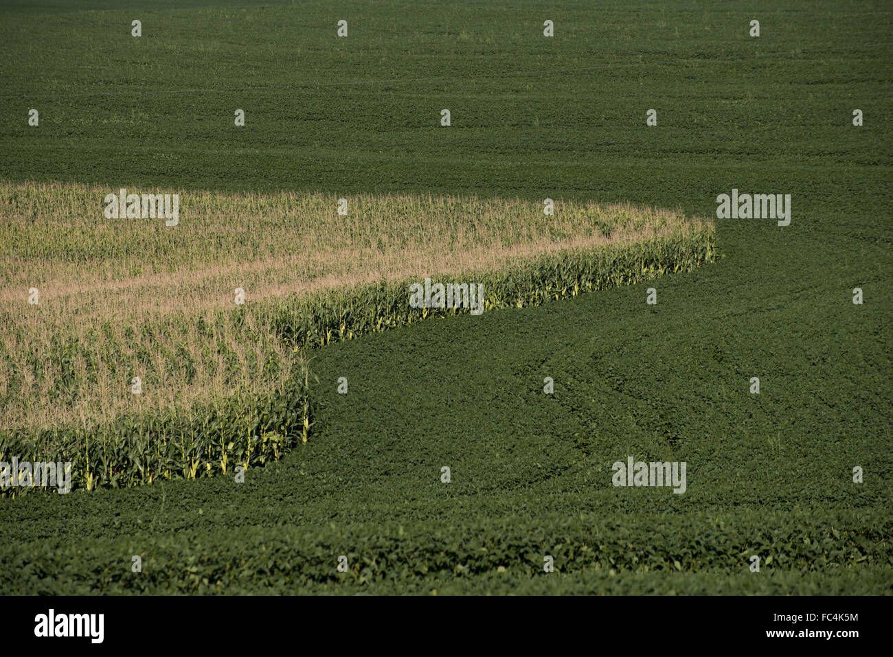 Crop rotation corn hires stock photography and images Alamy