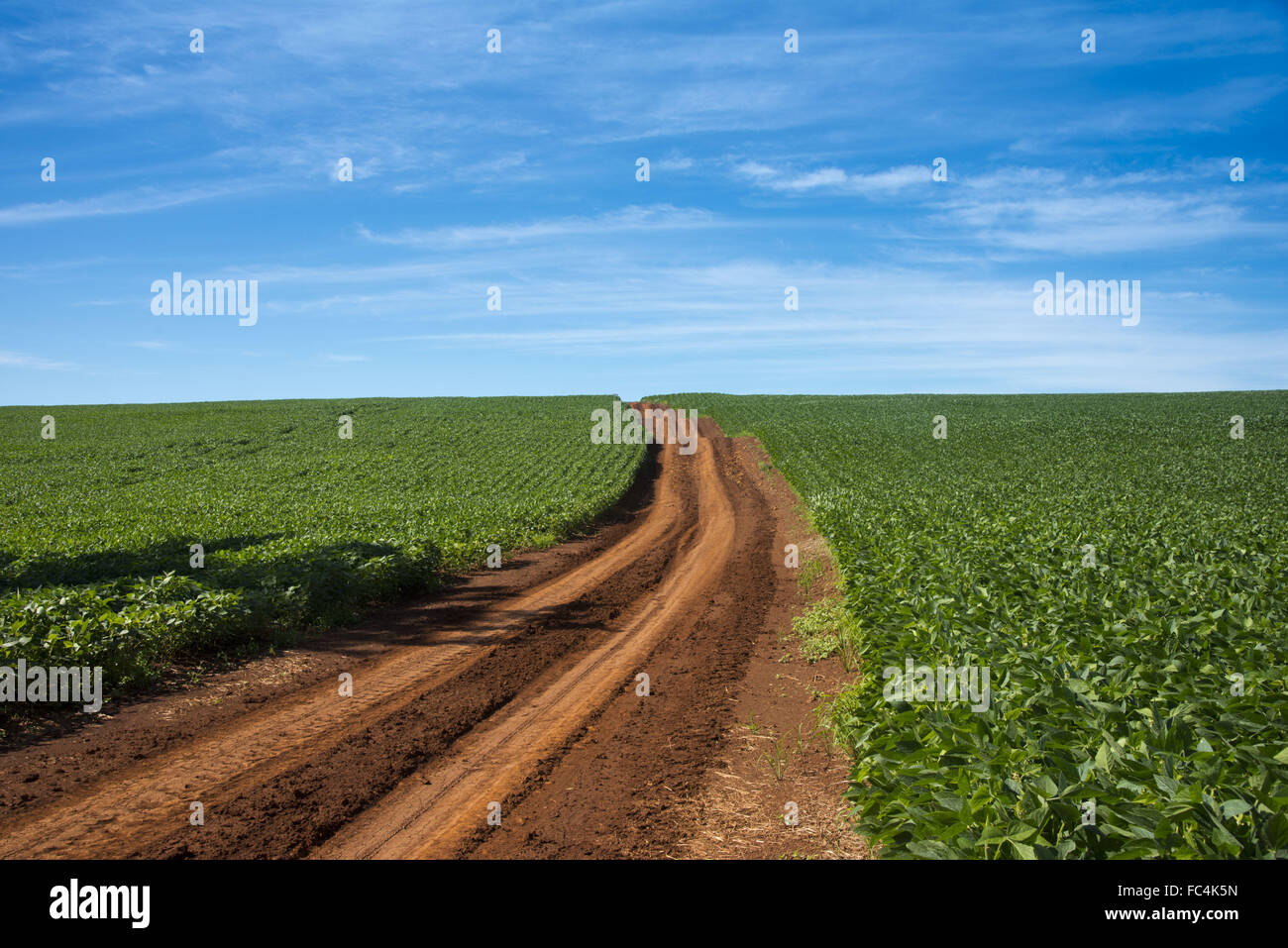 Soy plantation hi-res stock photography and images - Alamy