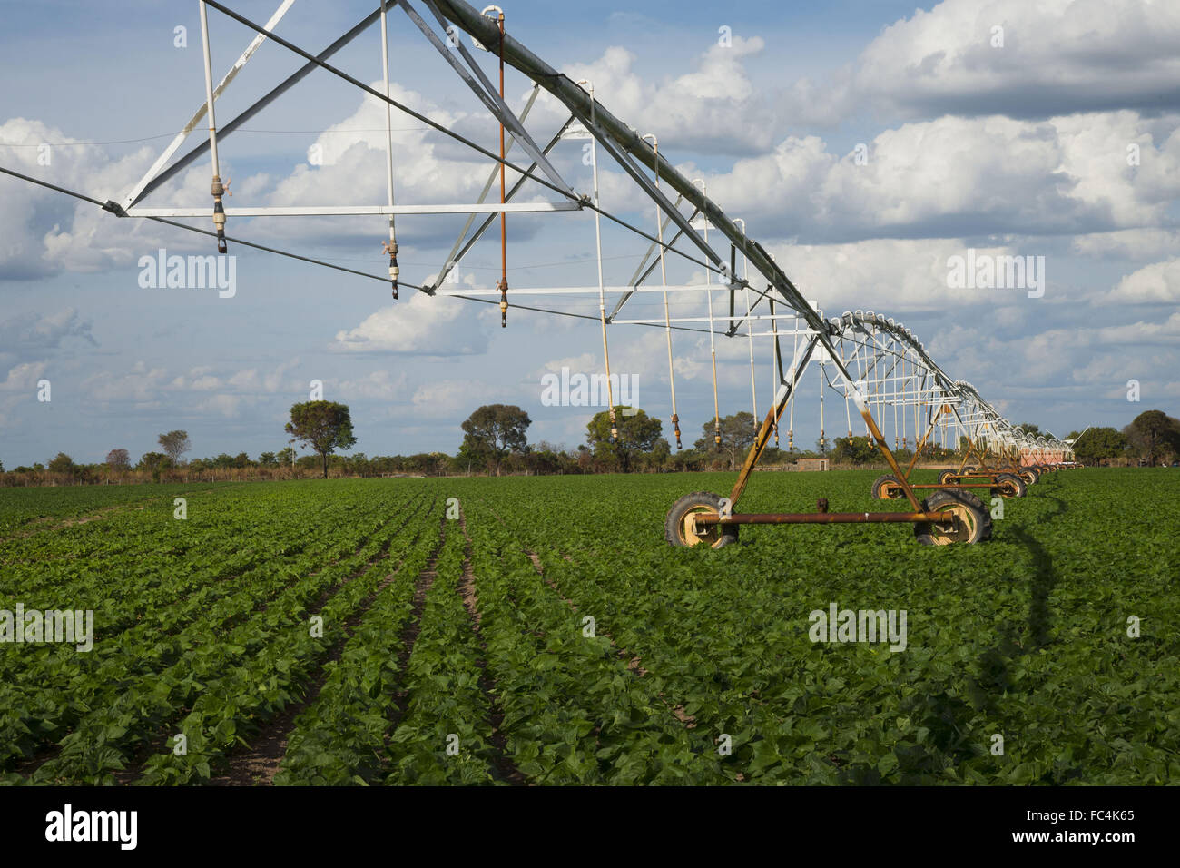 Bean plantation irrigated by center pivot in a rural area - west of Bahia Stock Photo