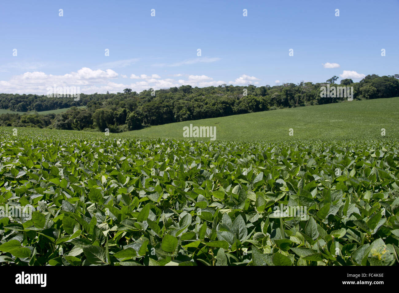 Plantation of transgenic soybeans in the countryside with the legal reserve fund Stock Photo