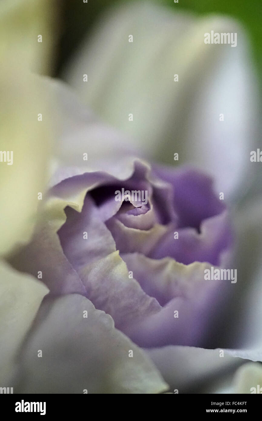 Macro photograph of a light purple rose before blossoming petals Stock Photo
