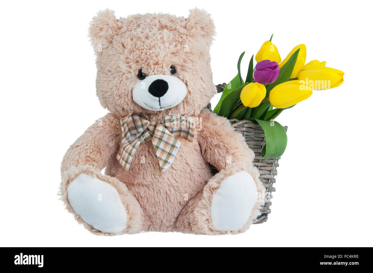 Yellow tulips and a teddy bear on white background. Stock Photo