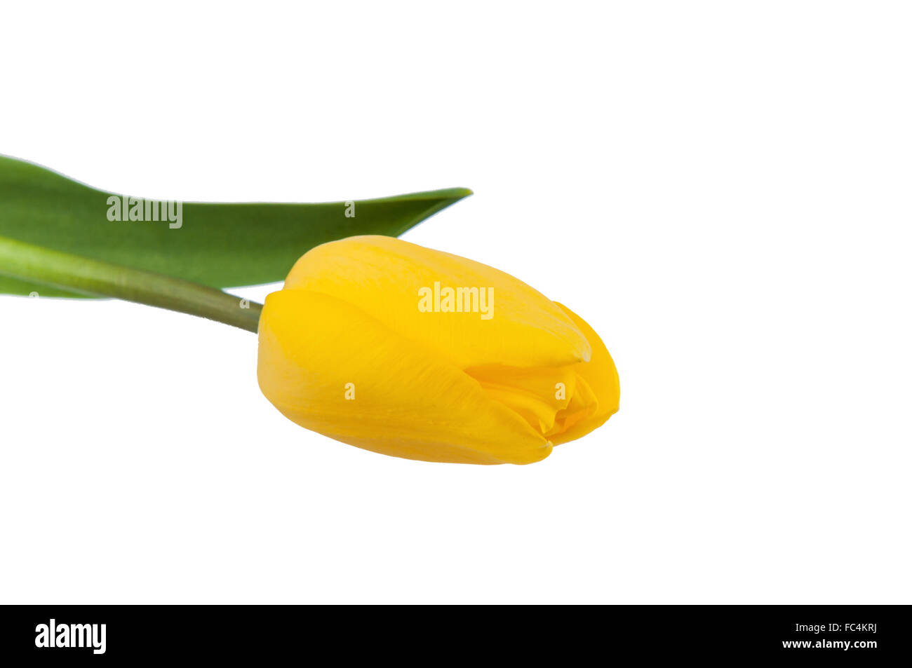 Yellow tulip isolated on white background Stock Photo - Alamy