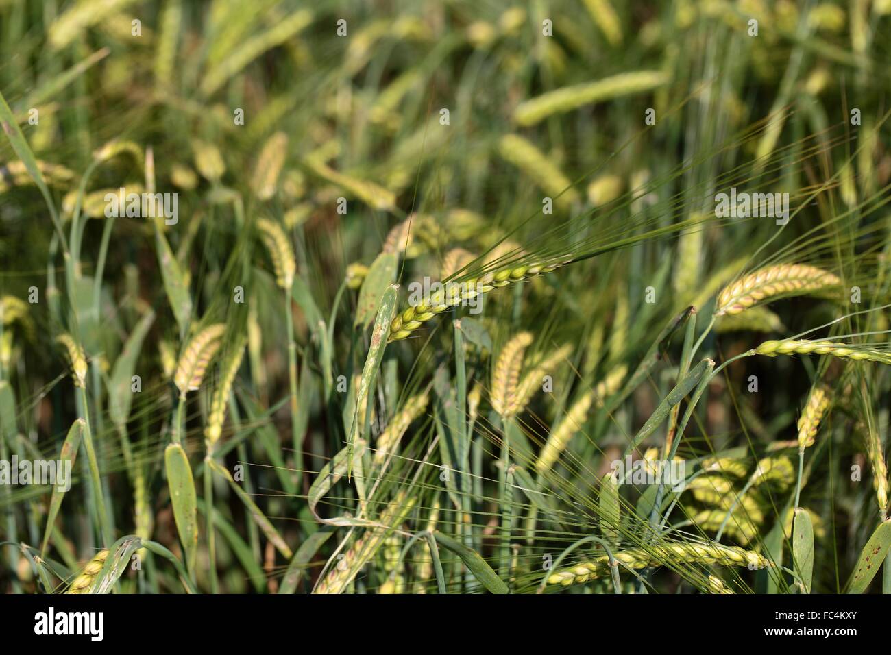 Barley in a field. Stock Photo