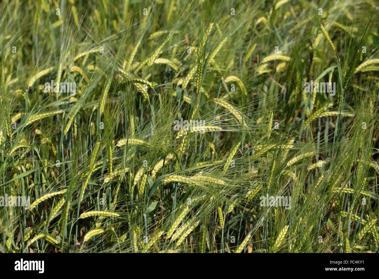 Barley in a field. Stock Photo