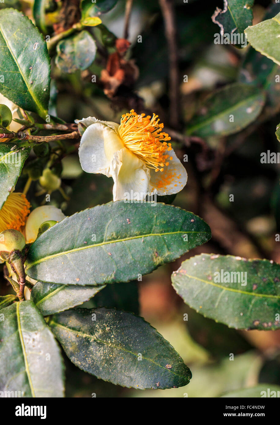 Tea plant blossom on the west end of Hangzhou’s West Lake. Stock Photo