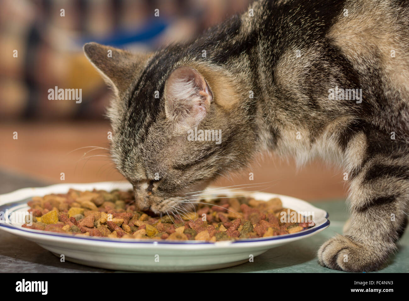Cat eats dry food Stock Photo