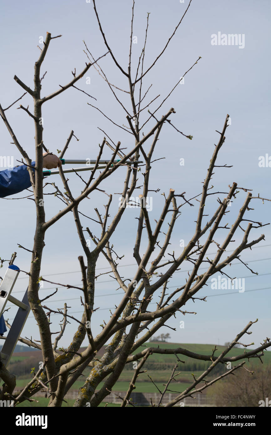 Gardener cuts apple tree Stock Photo