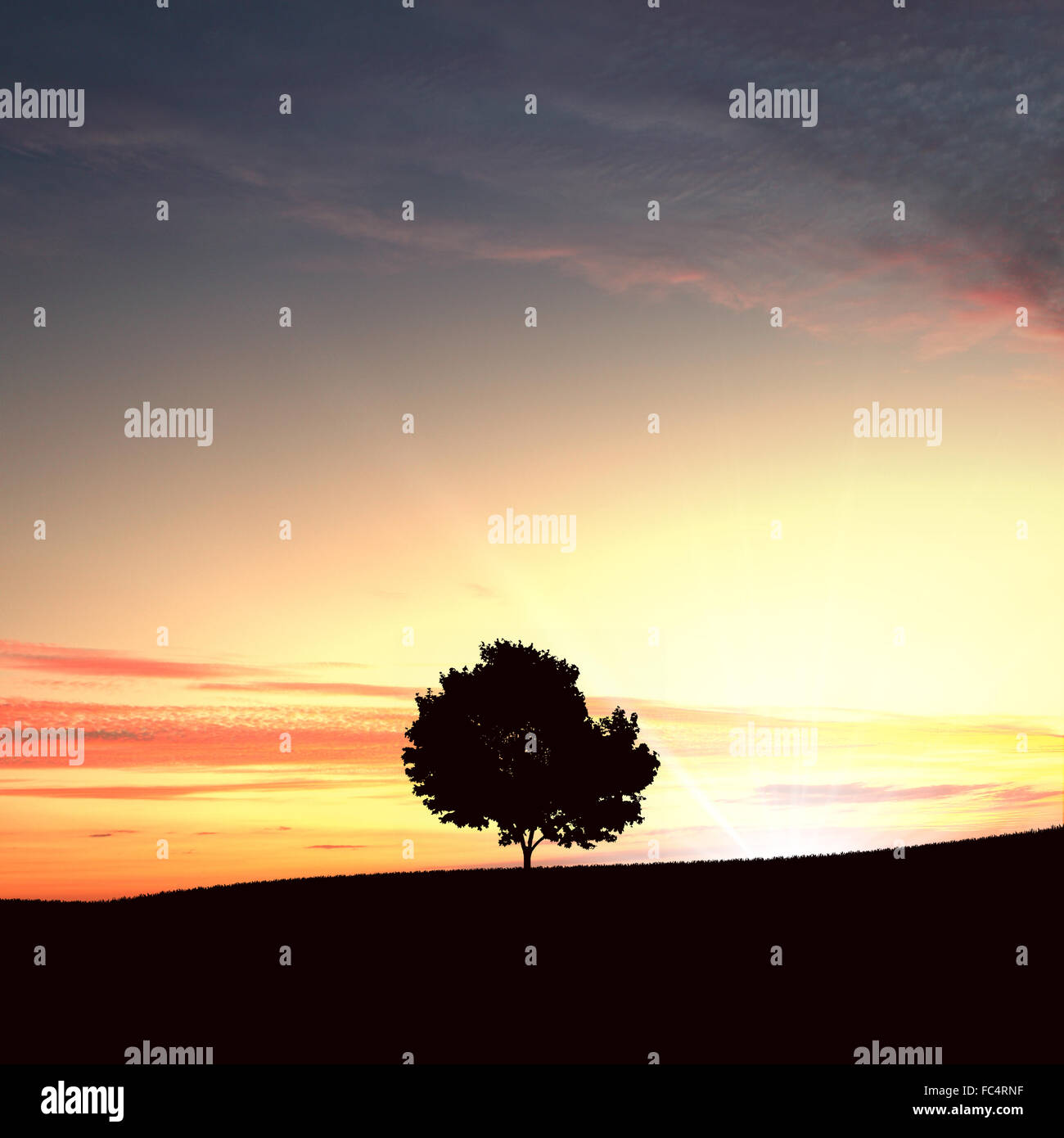 lonely tree on the sunset agaisnt sky background Stock Photo - Alamy