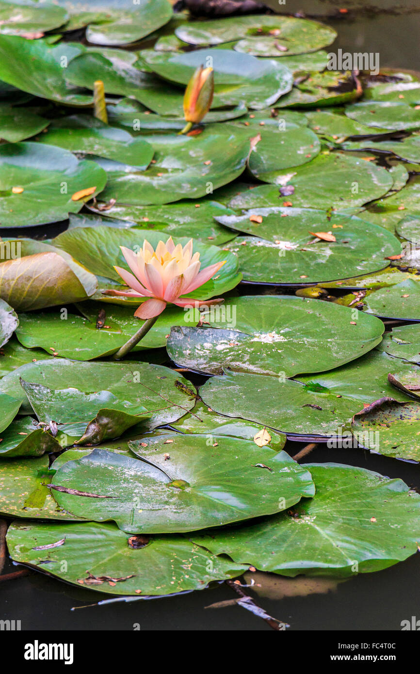 Blooming lotus flowers. The lotus flower is associated with purity and beauty in the religions of Buddhism and Hinduism. Stock Photo