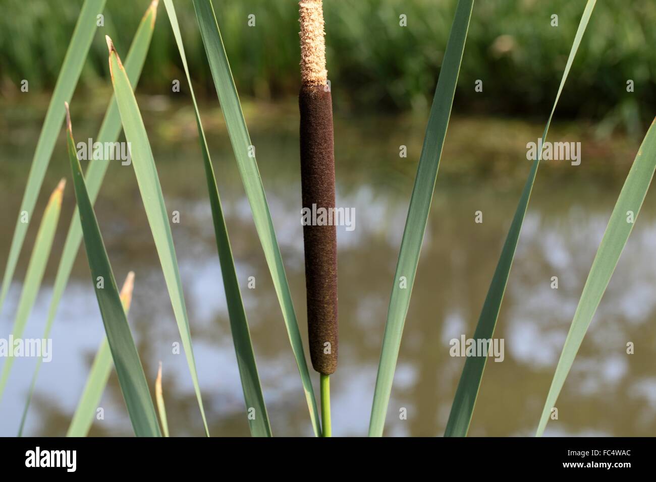 Cottongrass bulrush hires stock photography and images Alamy