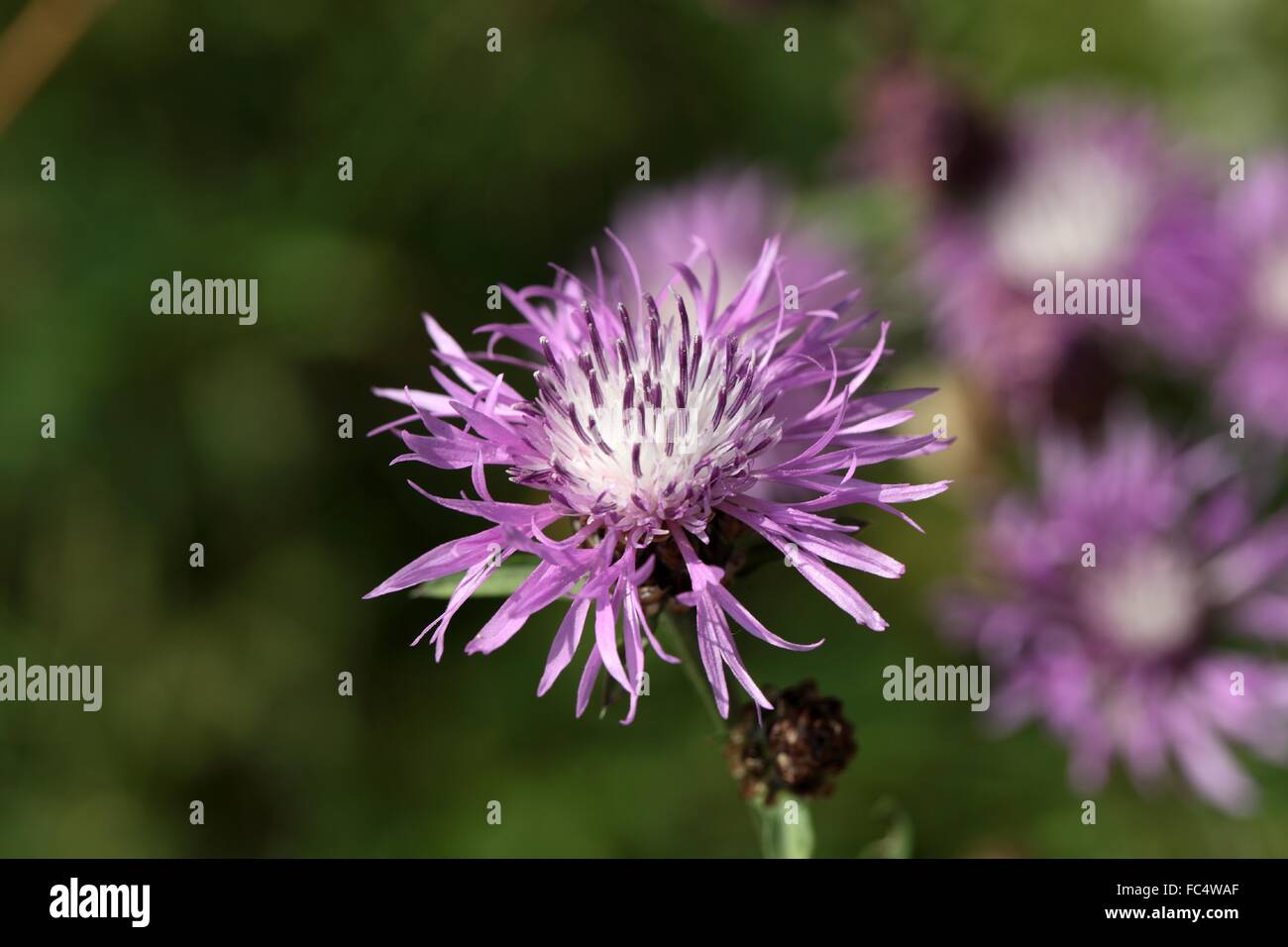 Spring knapweed hi-res stock photography and images - Alamy