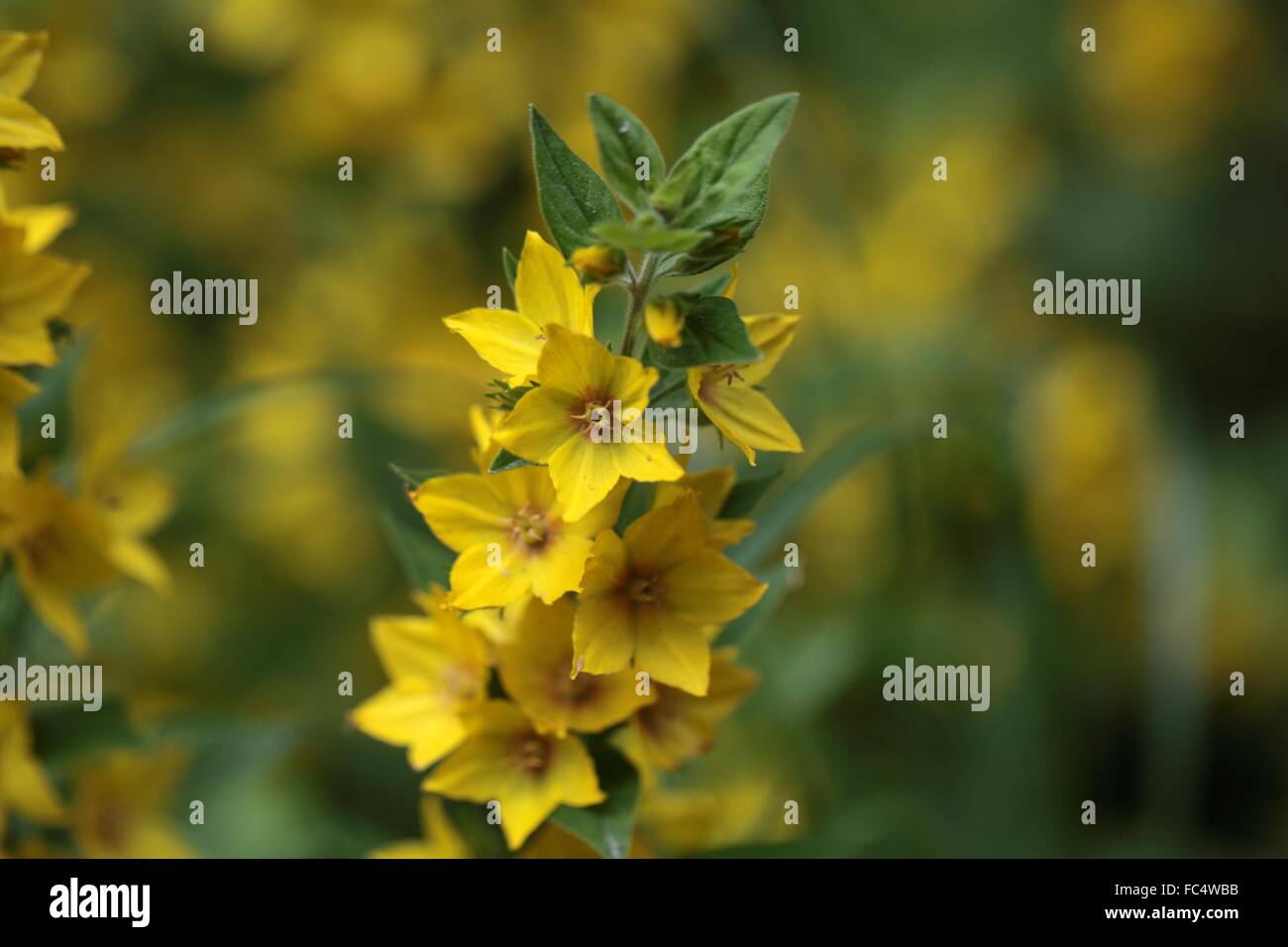 Spotted loosestrife Stock Photo