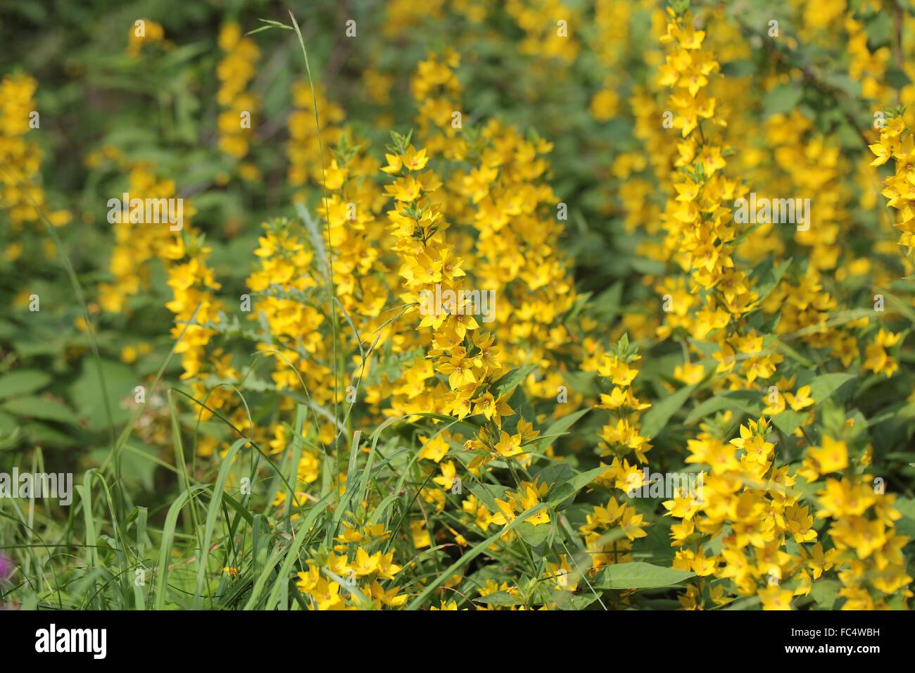 Spotted loosestrife Stock Photo