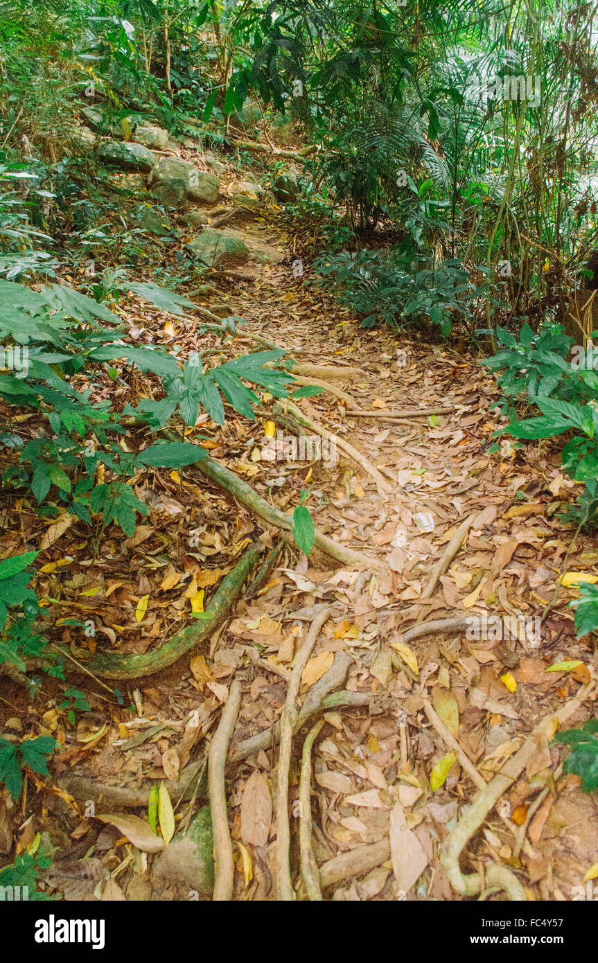 rainforest in malasysia Stock Photo