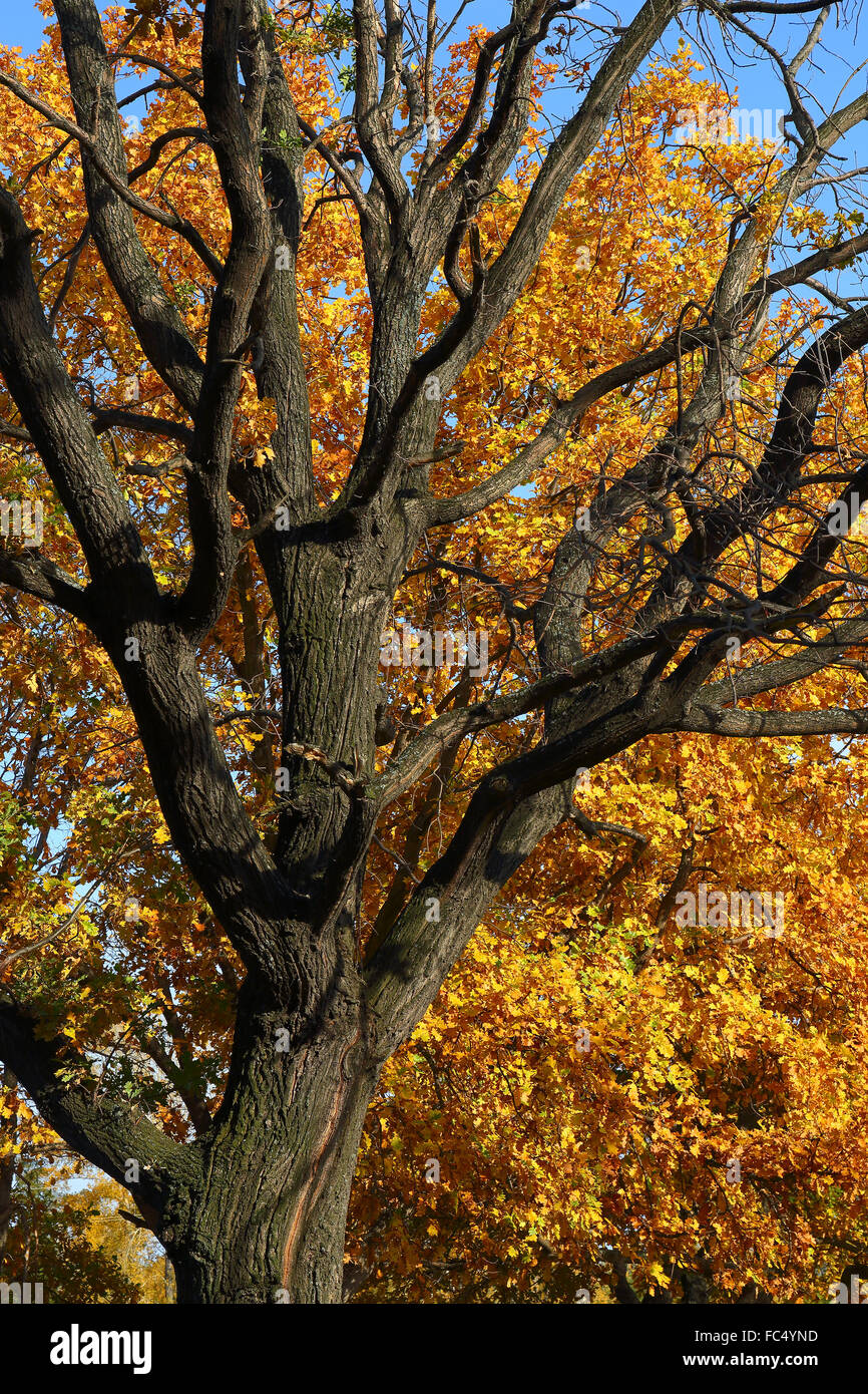 oak trunk and yellow leaves Stock Photo - Alamy