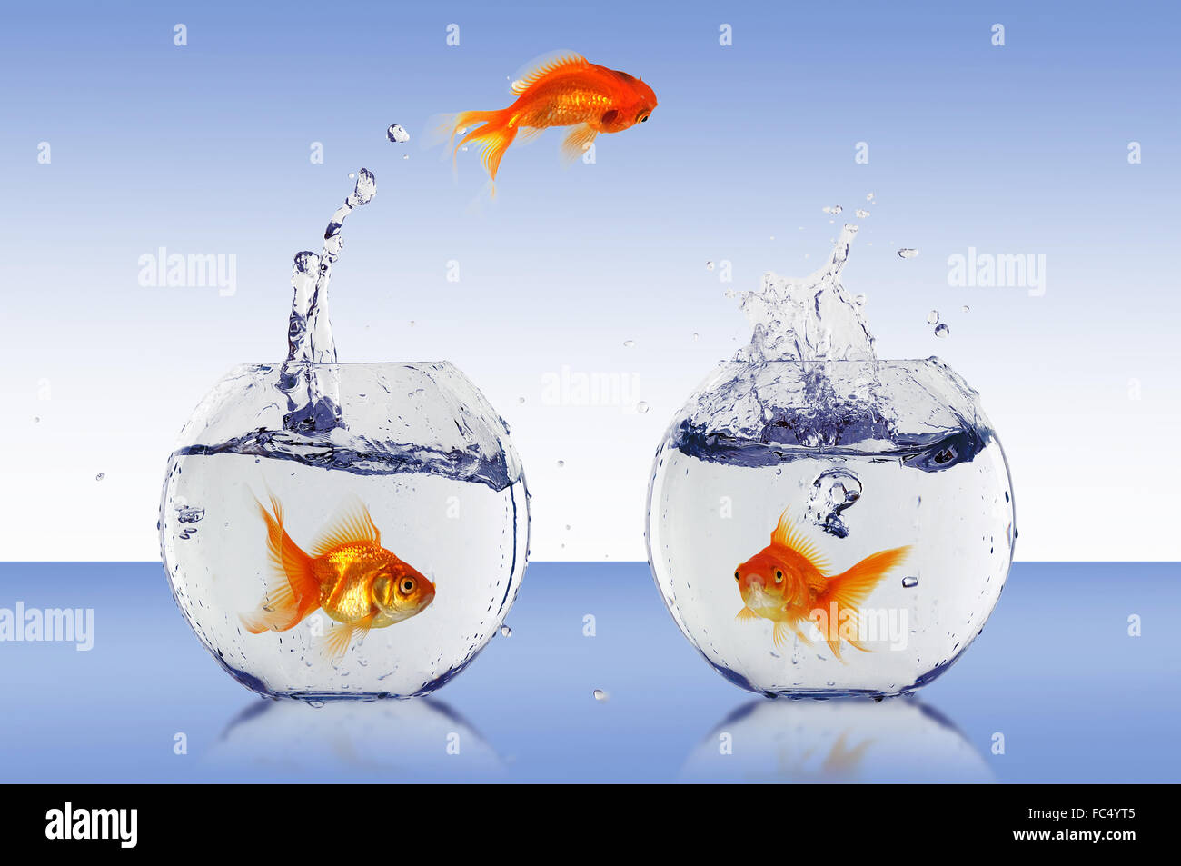 gold fish jumping out of water in fishbowl Stock Photo Alamy