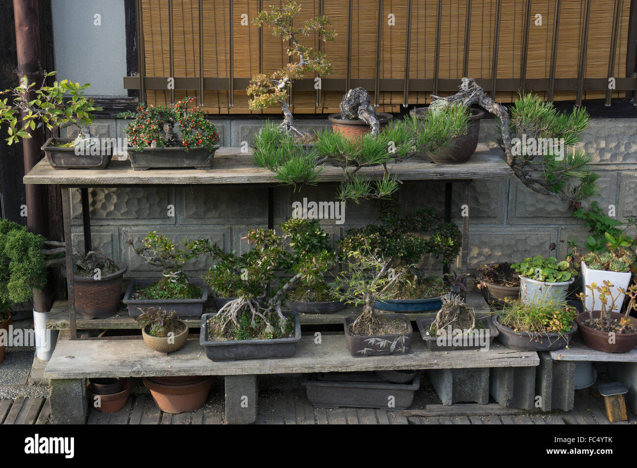 outdoor bonsai plant display in Takayama Japan Stock Photo