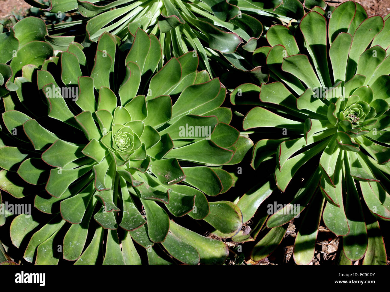 Aeonium Urbicum is a plant growing in rocky areas Stock Photo