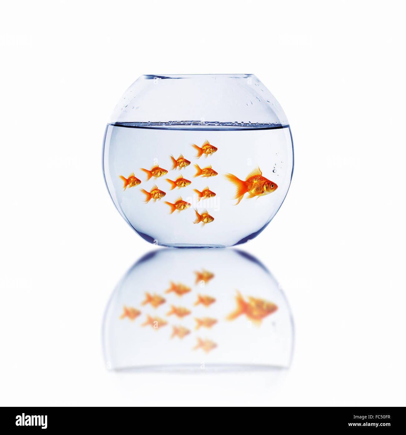 many gold fish together as symbol of teamwork Stock Photo - Alamy