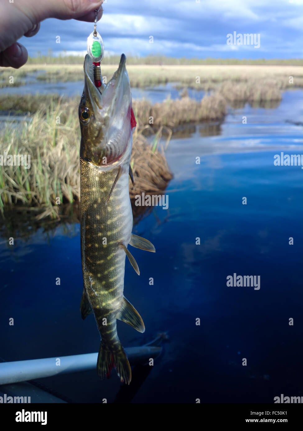 pike lake fishing on spinning Stock Photo Alamy