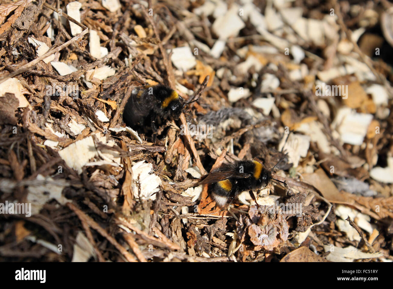 Two Bumble Bees emerging from hive from under the ground Stock Photo