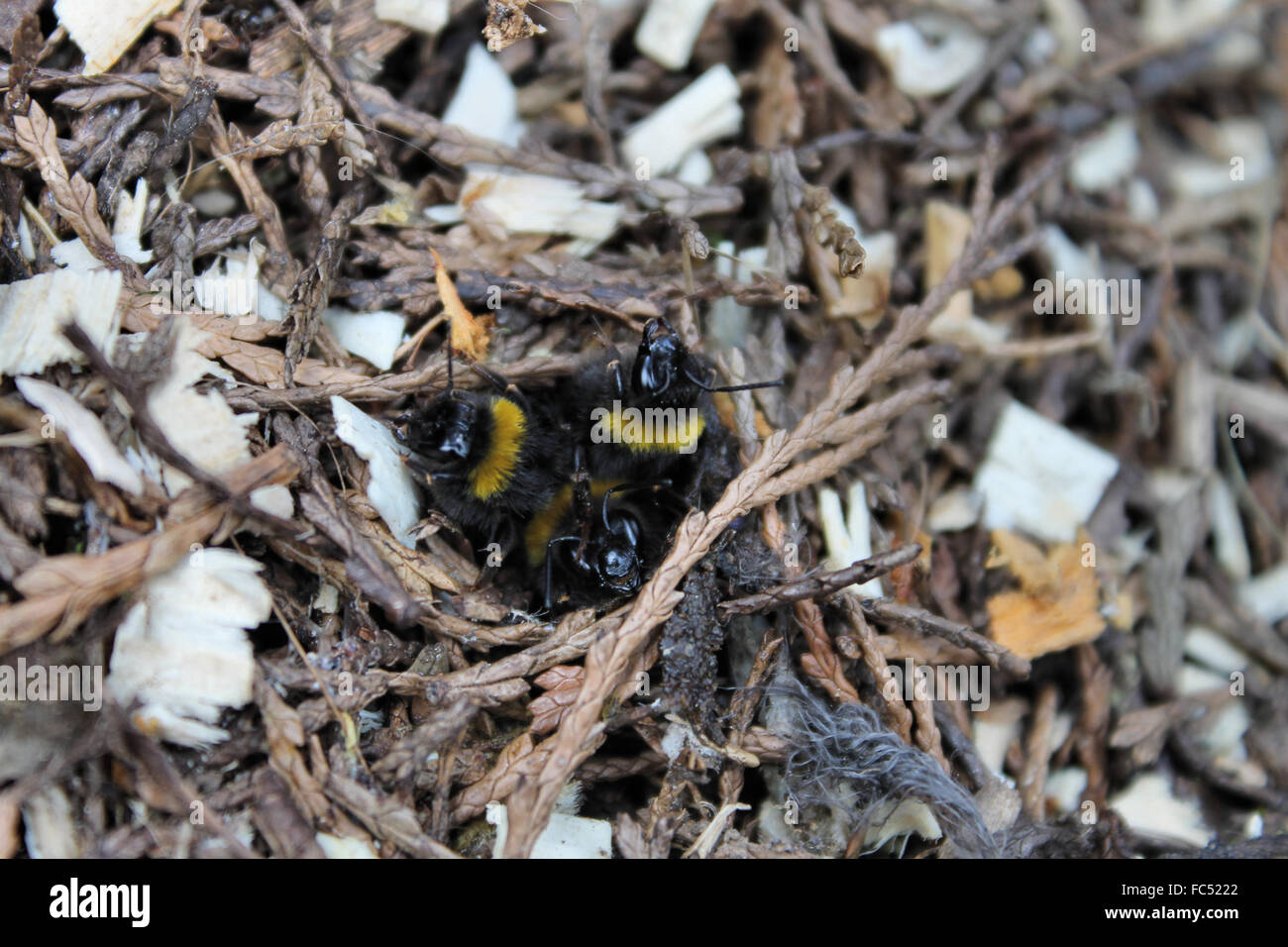 Three Bumble Bees emerging from hive from under the ground Stock Photo