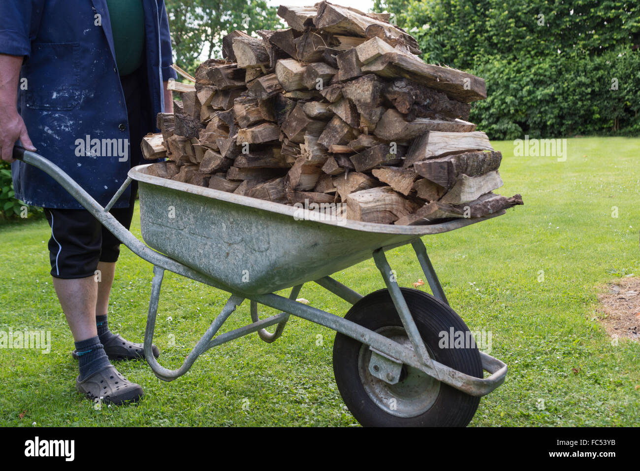 Bring dried firewood with wheelbarrow Stock Photo