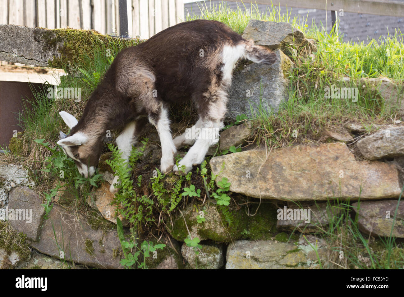 little goat eats grass in stone wall Stock Photo