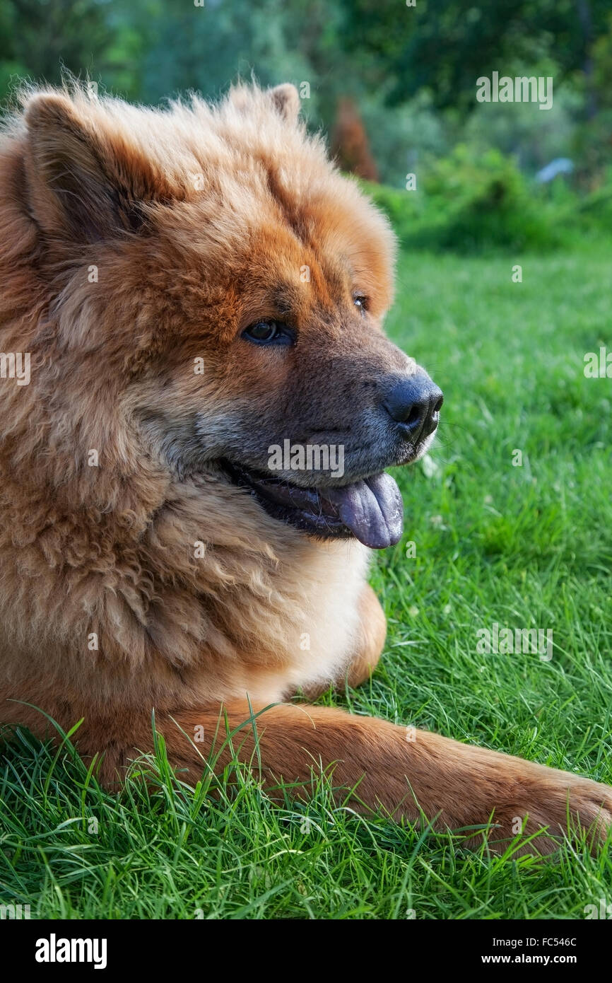 beautiful red dog chow lying on the grass Stock Photo