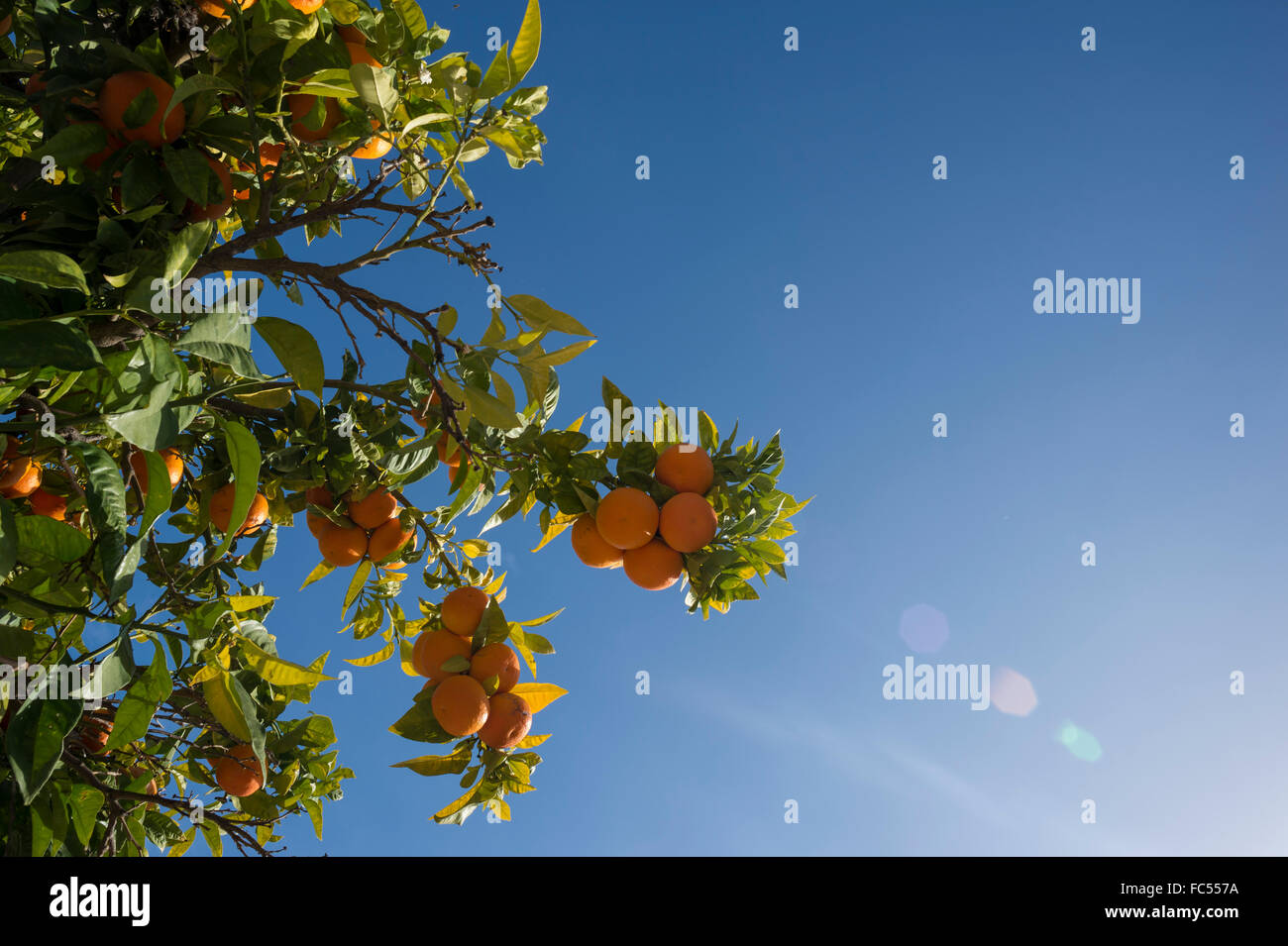 Oranges growing on a tree in Portugal Stock Photo Alamy