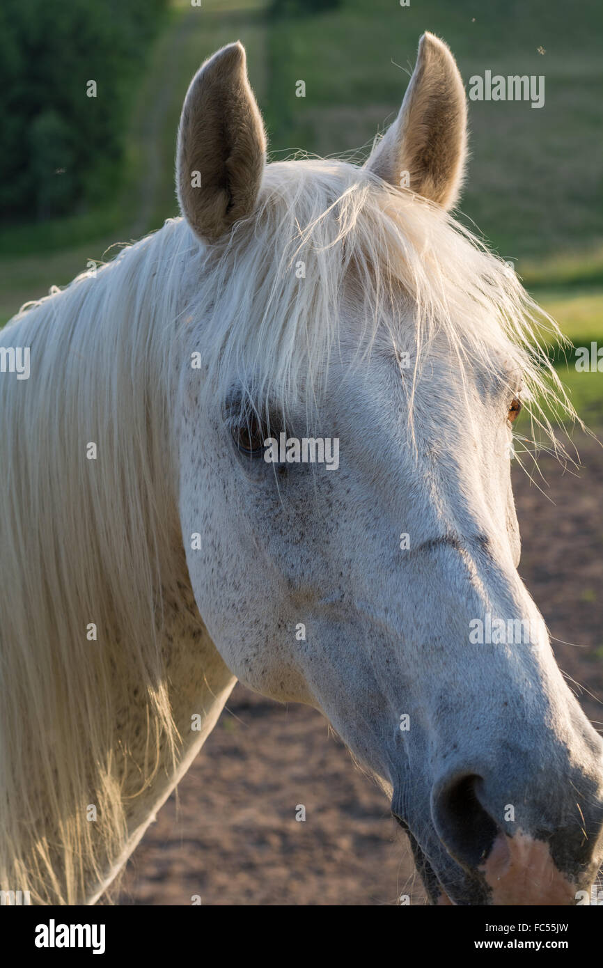 White arabian horse hi-res stock photography and images - Alamy