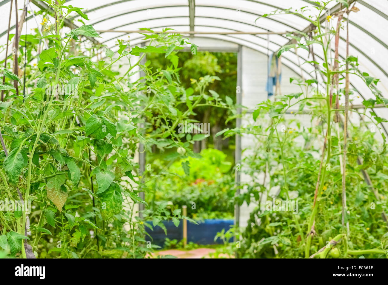 arched greenhouse Stock Photo