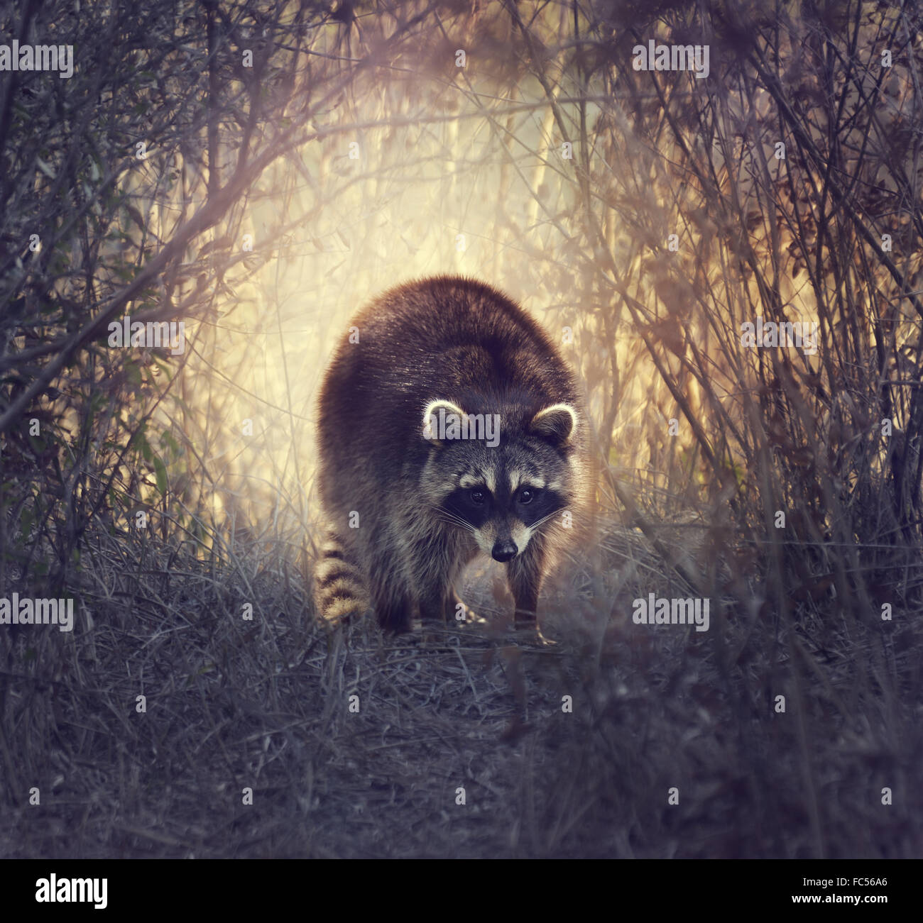 Small Aggressive Raccoon Wild raccoon hi-res stock photography and images - Alamy