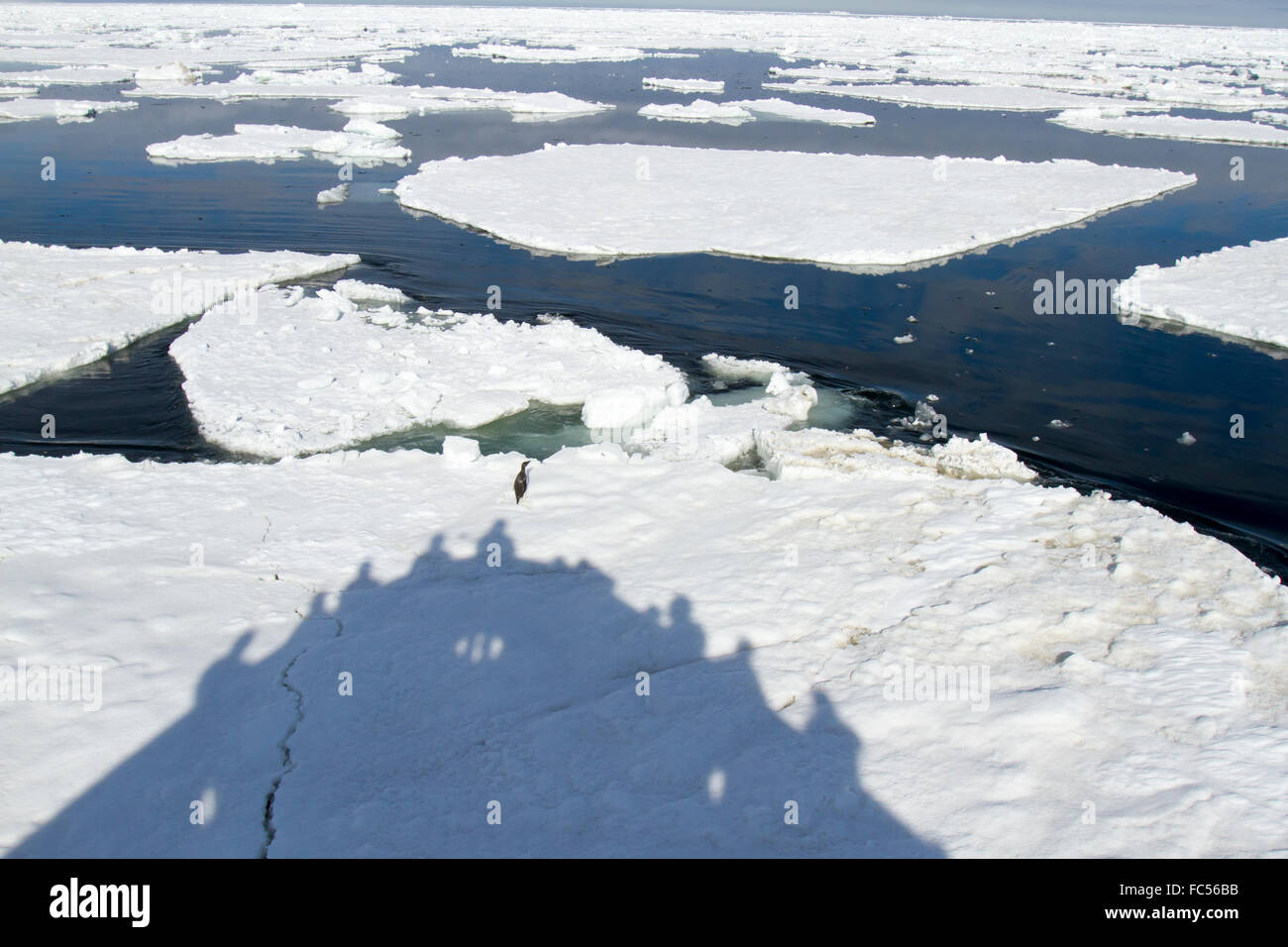 Shadow of cruise ship with passengers ramming ice floe with adelie penguin in Antarctica. Stock Photo