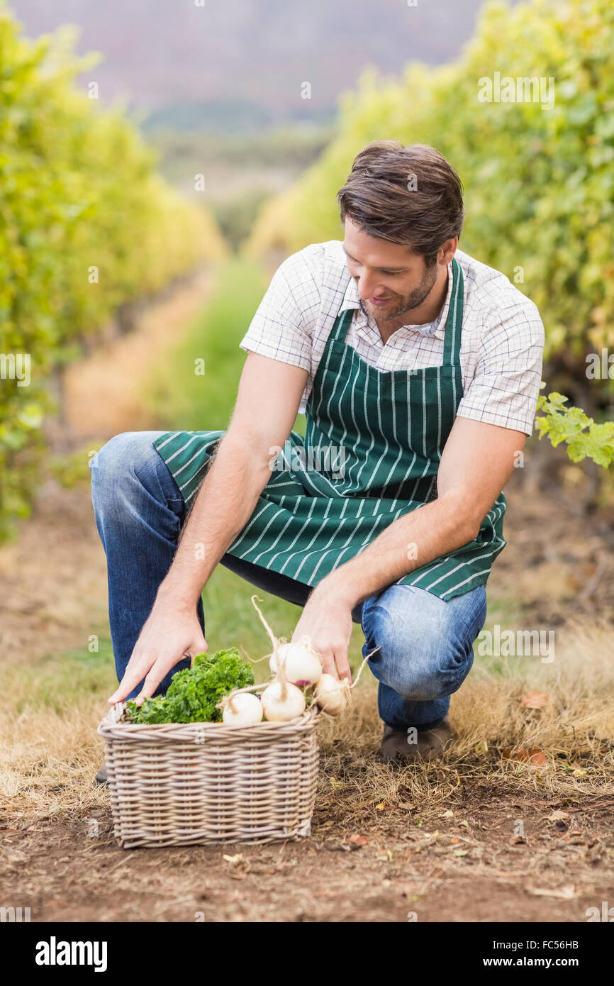 Young happy farmer looking at a basket of vegetables Stock Photo - Alamy