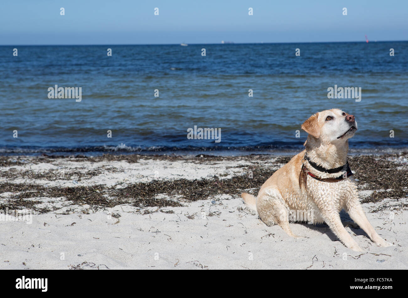 labrador at the beach Stock Photo