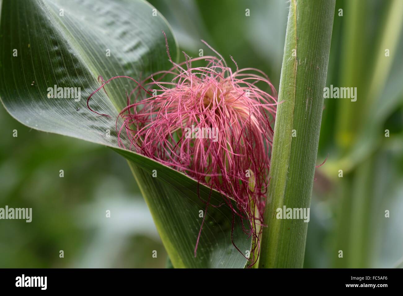 Female Maize Flower Stock Photo Alamy