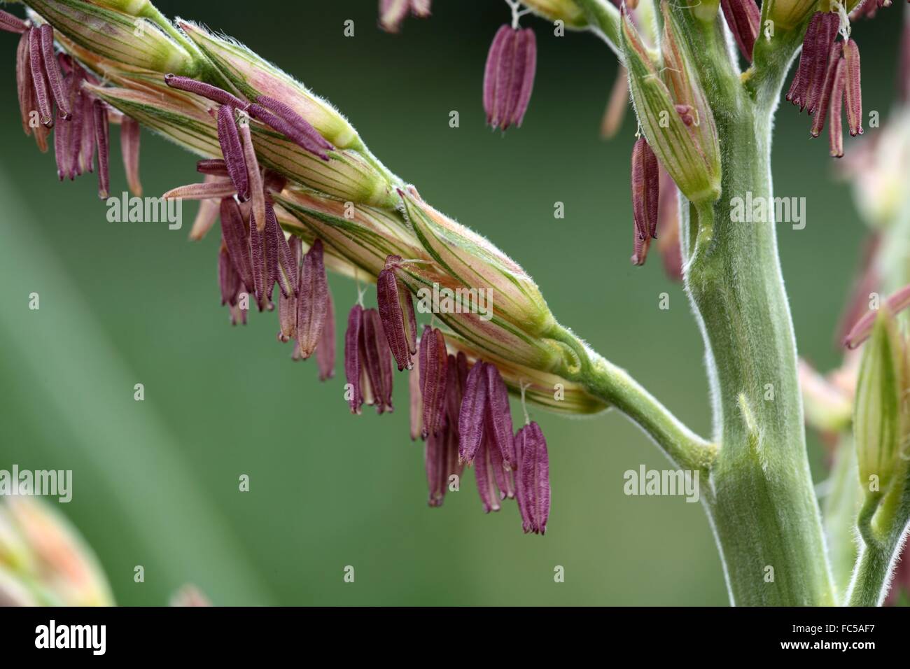 Male Maize Flower Stock Photo Alamy