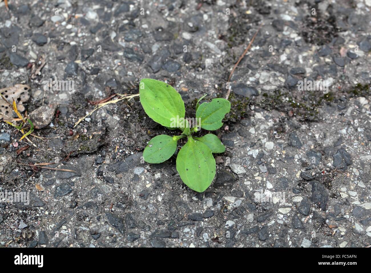 Green plants growing on a tarred road. Stock Photo