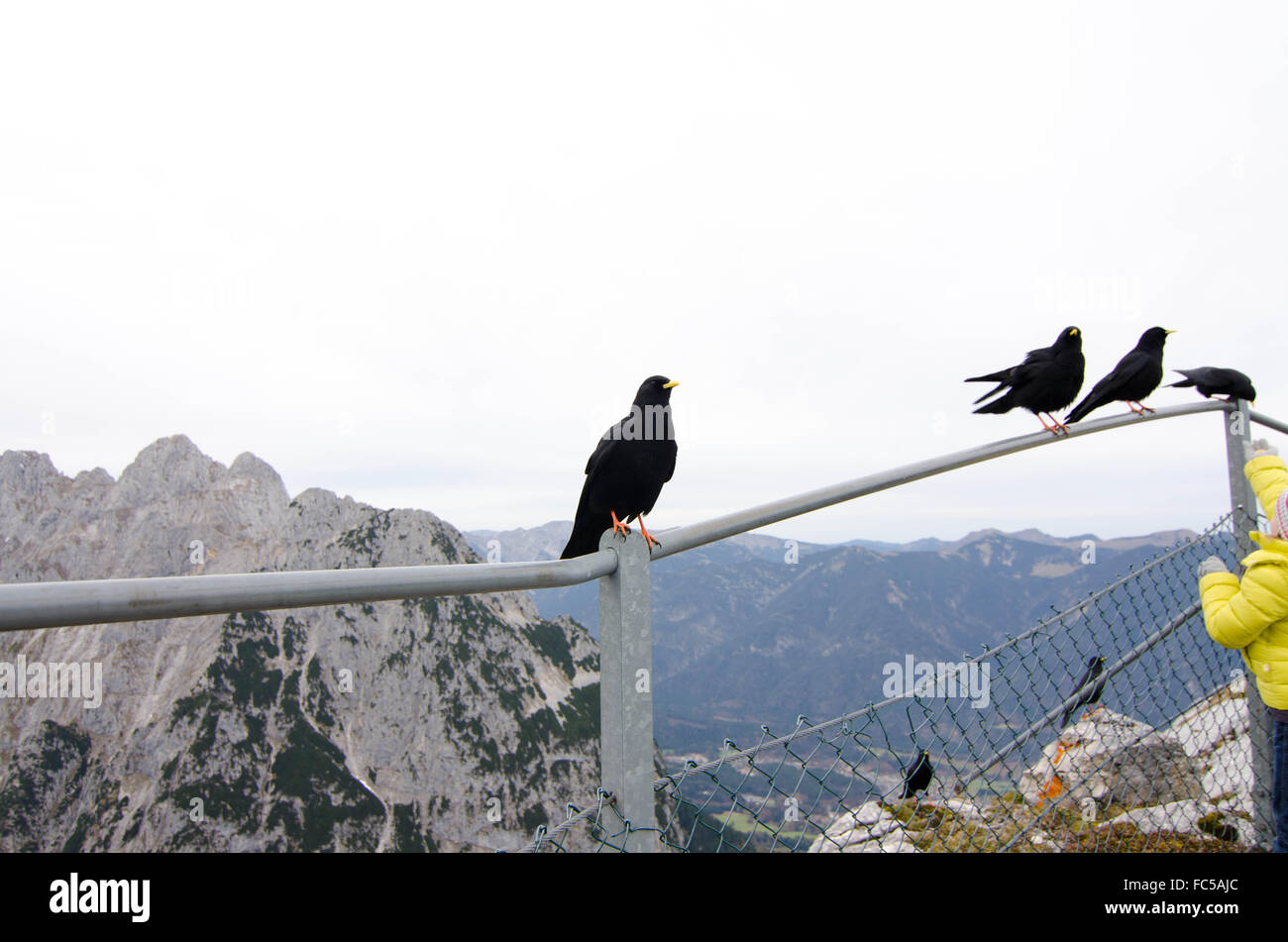 Raven captured at a peak area of a mountain in Garmisch-Partenkirchen Bavaria Germany Stock Photo