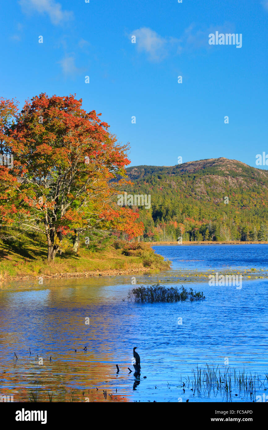 Cormorant, Little Long Pond, Acadia National Park, Mount Desert Island, Maine, USA Stock Photo