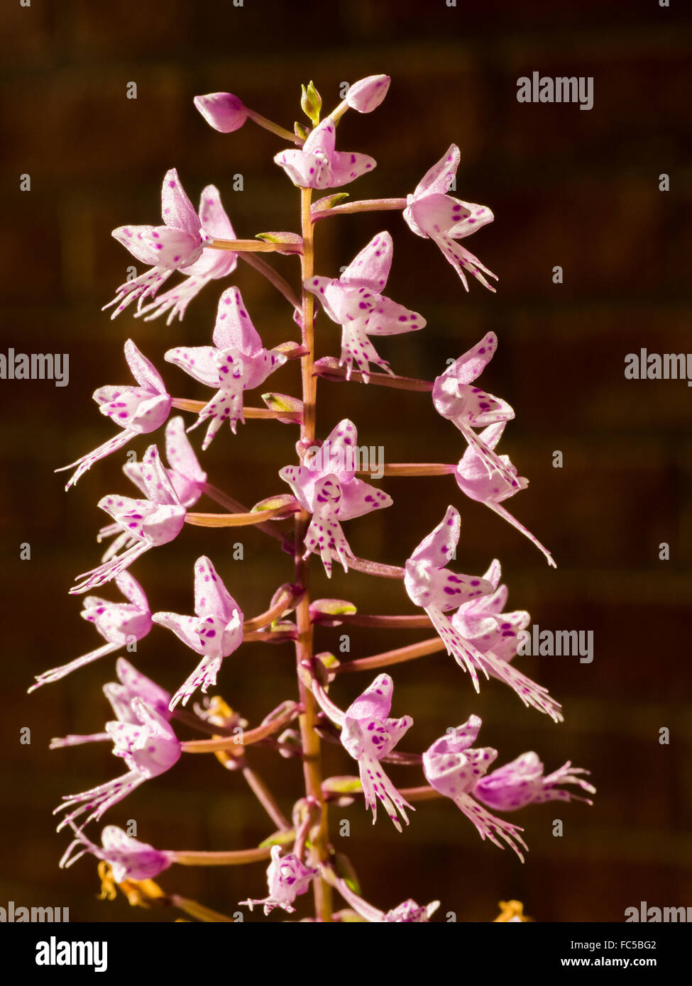 potted orchid Stock Photo