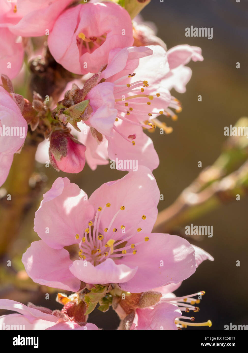 Patio peach tree Stock Photo Alamy