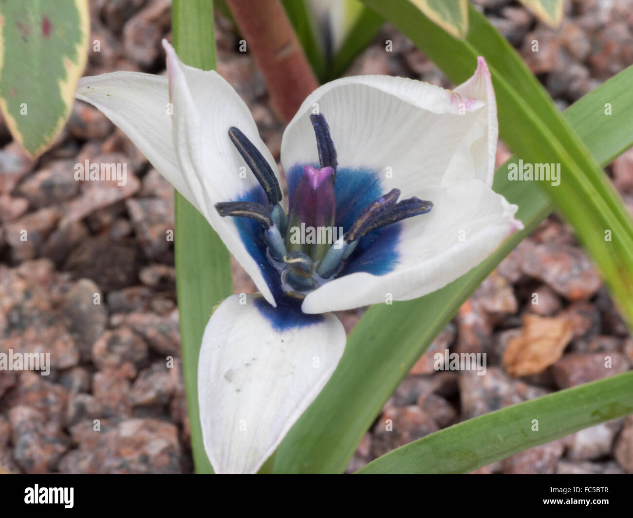 Species tulipa Stock Photo