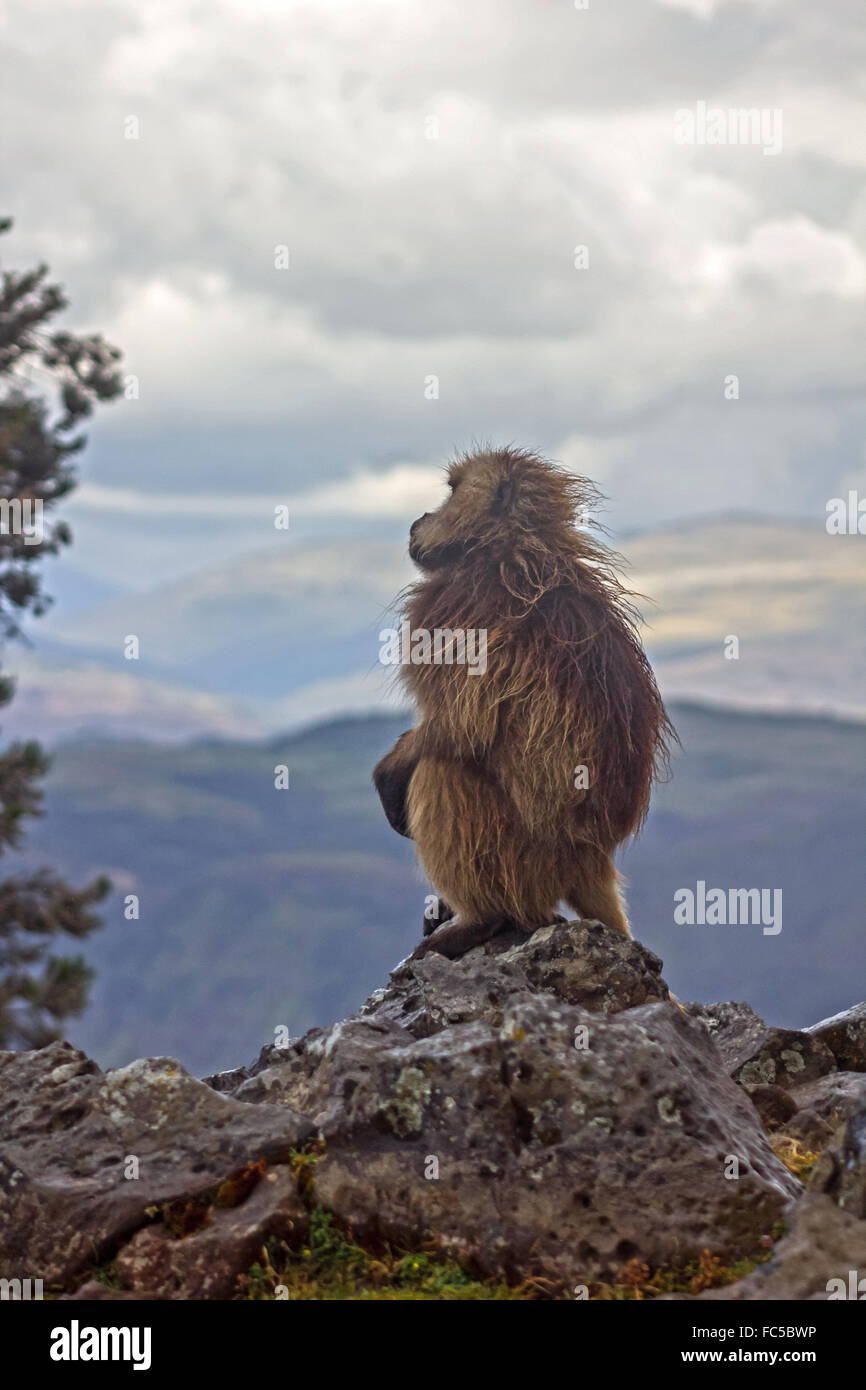 Dreamer Stock Photo