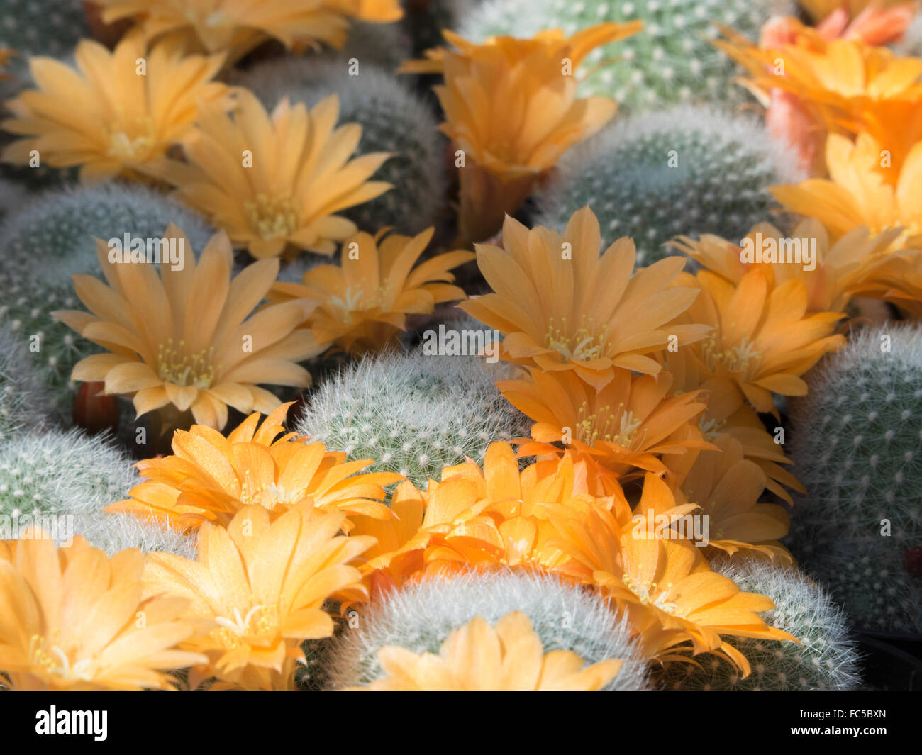Flowering Cactus Stock Photo