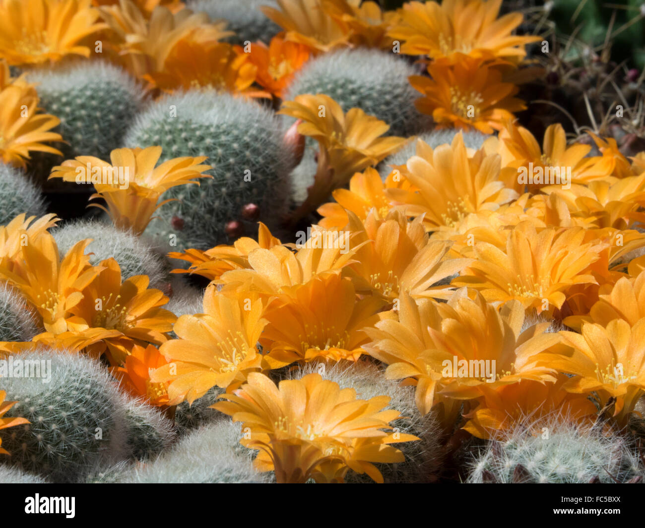 Flowering Cactus Stock Photo