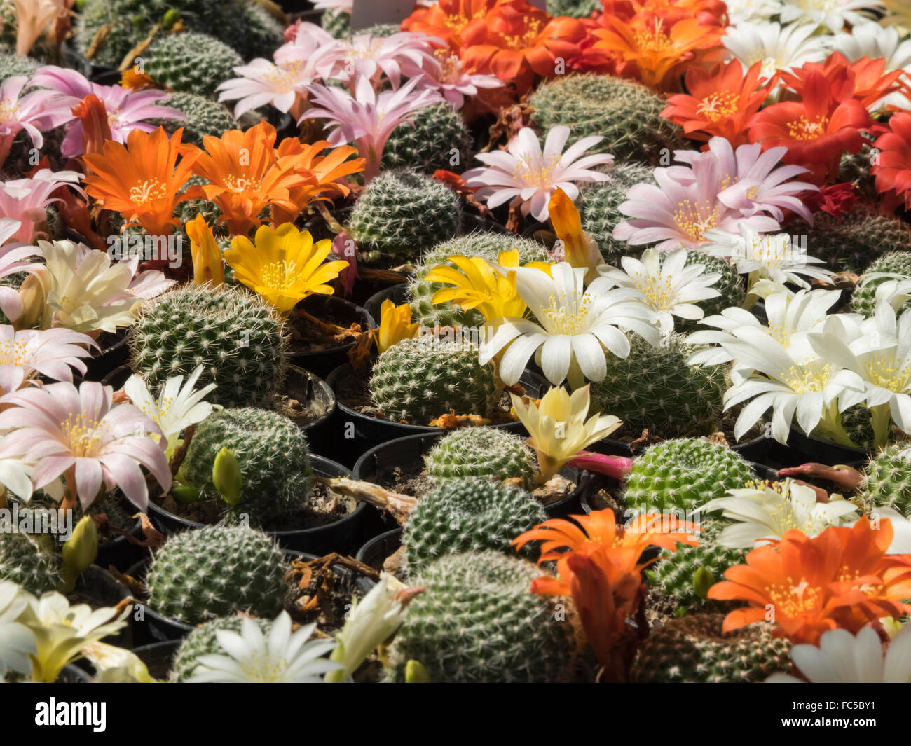 Flowering Cactus Stock Photo